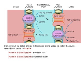 Untuk masuk ke dalam matrik mitokondria, asam lemak yg sudah diaktivasi 
memerlukan karier  karnitin
-Karnitin asiltransferase I : membran luar
-Karnitin asiltransferase II : membran dalam
 