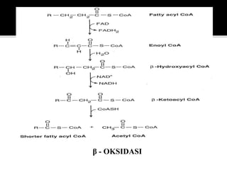 β - OKSIDASI
 