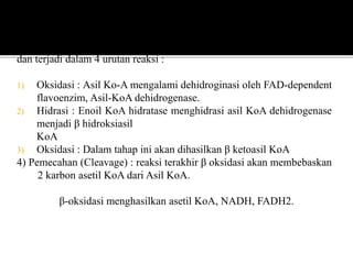 Setiap siklus β oksidasi akan membebaskan 2 unit karbon asetil Ko-A
dan terjadi dalam 4 urutan reaksi :
1) Oksidasi : Asil Ko-A mengalami dehidroginasi oleh FAD-dependent
flavoenzim, Asil-KoA dehidrogenase.
2) Hidrasi : Enoil KoA hidratase menghidrasi asil KoA dehidrogenase
menjadi β hidroksiasil
KoA
3) Oksidasi : Dalam tahap ini akan dihasilkan β ketoasil KoA
4) Pemecahan (Cleavage) : reaksi terakhir β oksidasi akan membebaskan
2 karbon asetil KoA dari Asil KoA.
β-oksidasi menghasilkan asetil KoA, NADH, FADH2.
 