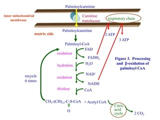 Figure 3. Processing
and -oxidation of
palmitoyl CoA
matrix side
inner mitochondrial
membrane
2 ATP
3 ATP
respiratory chain
recycle
6 times
Carnitine
translocase
Palmitoylcarnitine
Palmitoylcarnitine
Palmitoyl-CoA
+ Acetyl CoACH3-(CH)12-C-S-CoA
O
oxidation
FAD
FADH2
hydration H2O
thiolase CoA
oxidation
NAD+
NADH
Citric
acid
cycle 2 CO2
 