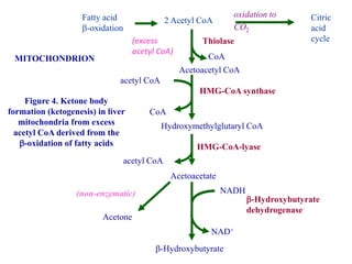 Figure 4. Ketone body
formation (ketogenesis) in liver
mitochondria from excess
acetyl CoA derived from the
-oxidation of fatty acids
MITOCHONDRION
(excess
acetyl CoA)
Hydroxymethylglutaryl CoA
HMG-CoA synthase
acetyl CoA
CoA
Acetoacetate
HMG-CoA-lyase
acetyl CoA
-Hydroxybutyrate
-Hydroxybutyrate
dehydrogenase
NAD+
NADH
Acetone
(non-enzymatic)
2 Acetyl CoAFatty acid
-oxidation
Citric
acid
cycle
oxidation to
CO2
Acetoacetyl CoA
CoA
Thiolase
 