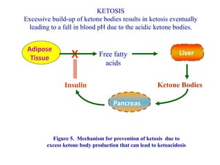 X
Adipose
Tissue
Free fatty
acids
Liver
Ketone BodiesInsulin
Pancreas
Figure 5. Mechanism for prevention of ketosis due to
excess ketone body production that can lead to ketoacidosis
KETOSIS
Excessive build-up of ketone bodies results in ketosis eventually
leading to a fall in blood pH due to the acidic ketone bodies.
 