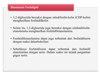 • 1,2-digliserida bereaksi dengan sitindifosfat-kolin (CDP-kolin)
menghasilkan fosfatidilkolin.
• Selain itu, 1,2-digliserida juga bereaksi dengan sitidindifosfat-
etanolamina menghasilkan fosfatidiletanolamina.
• Fosfatidiletanolamina dapat juga terbentuk dari fosfatidilserin
dengan reaksi dekarboksilasi.
• Sebaliknya fosfatidilserin dapat terbentuk dari fosfatidil
etanolamina dengan serin. Dalam reaksi ini terjadi pergantian
gugus serin.
Biosintesis Fosfolipid
 