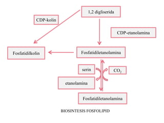 1,2 digliserida
CDP-kolin
Fosfatidilkolin
CDP-etanolamina
Fosfatidiletanolamina
serin
etanolamina
CO2
Fosfatidiletanolamina
BIOSINTESIS FOSFOLIPID
 
