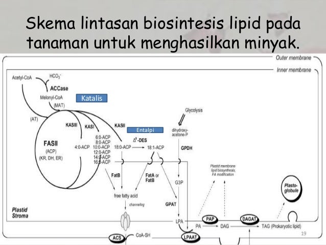 Metabolisme lipid pada buah kelapa sawit Metabolisme lipid pada buah kelapa sawit