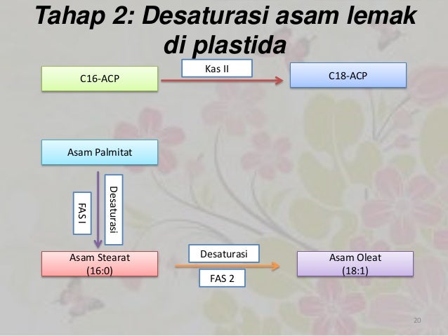 Metabolisme lipid pada buah kelapa sawit Metabolisme lipid pada buah kelapa sawit