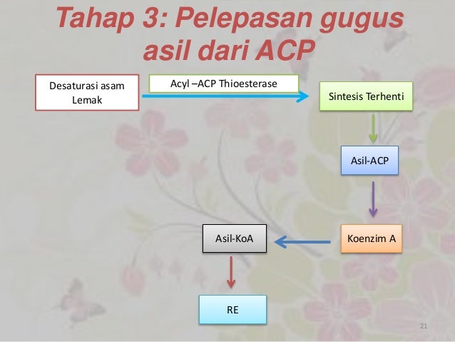 Metabolisme lipid pada buah kelapa sawit Metabolisme lipid pada buah kelapa sawit