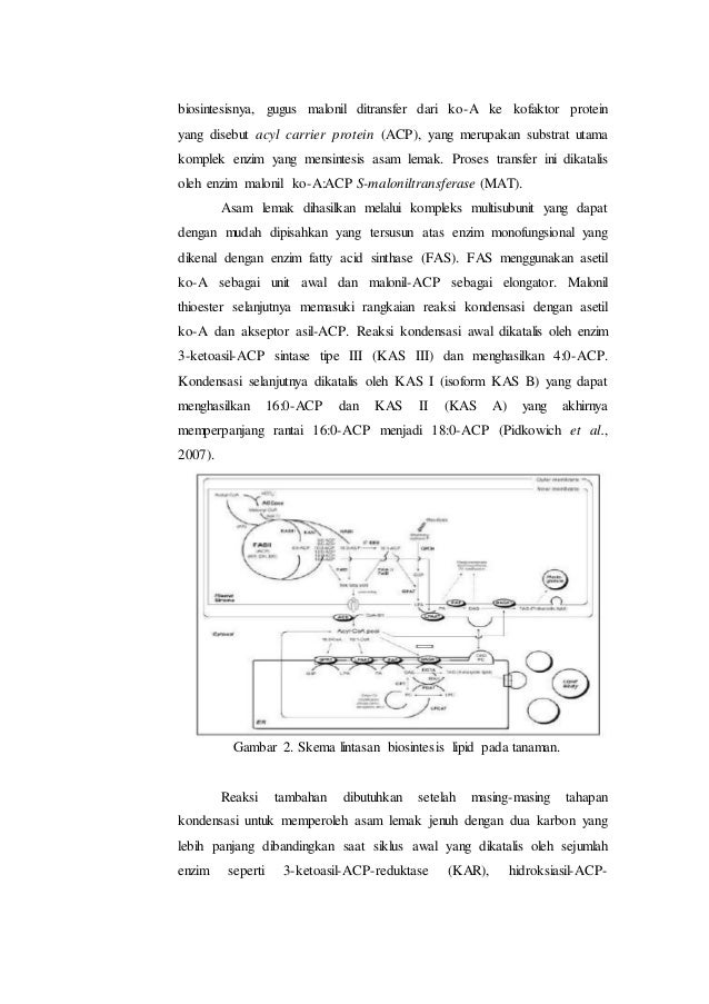 Metabolisme Lipid Pada Tumbuhan