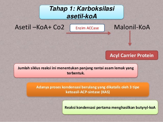 Metabolisme lipid pada tumbuhan Metabolisme lipid pada tumbuhan