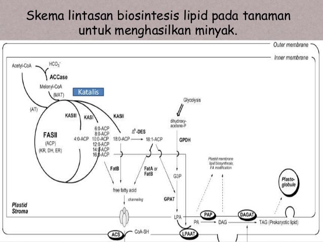 Metabolisme lipid pada tumbuhan Metabolisme lipid pada tumbuhan