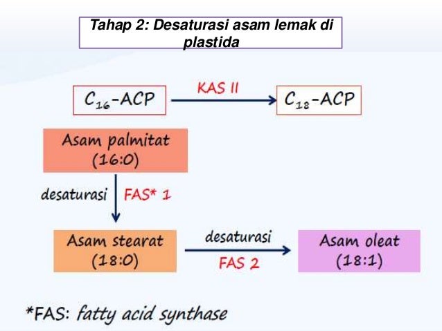 Metabolisme lipid pada tumbuhan Metabolisme lipid pada tumbuhan
