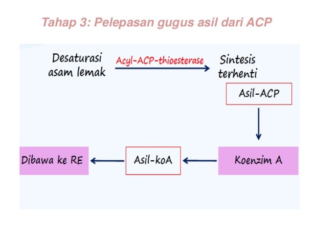 Metabolisme lipid pada tumbuhan Metabolisme lipid pada tumbuhan