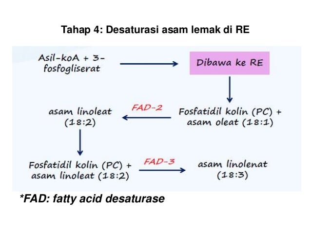 Metabolisme lipid pada tumbuhan Metabolisme lipid pada tumbuhan