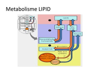 Metabolisme LIPID
 