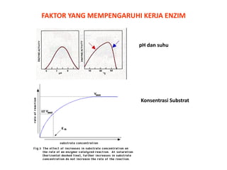 FAKTOR YANG MEMPENGARUHI KERJA ENZIM

pH dan suhu

Konsentrasi Substrat

 