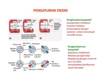 PENGATURAN ENZIM
Penghambat kompetitif
(competitive inhibitor):
molekul inhibitor
berkompetisi dengan
substrat untuk menempati
sisi aktif enzim.

Penghambat non
kompetitif
(allosteric inhibition)
Molekul penghambat
bergabung dengan enzim di
luar sisi aktif,
menyebabkan konformasi
enzim berubah

 