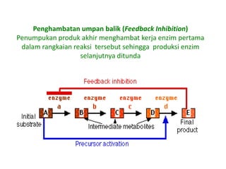Penghambatan umpan balik (Feedback Inhibition)
Penumpukan produk akhir menghambat kerja enzim pertama
dalam rangkaian reaksi tersebut sehingga produksi enzim
selanjutnya ditunda

 