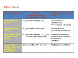 Bakteri Ototrof
Tipe kemosintetis

Oksidasi
senyawa anorganik
sebagai sumber energi

Famili, Genus, spesies
pewakil

Pengoksidasi NH3
(aerob)

NH3 dioksidasi menjadi NO2

Nitrobacteriaceae
(Nitrosomonas,
Nitrosococcus, Nitrospira)

Pengoksidasi NO2
(aerob)

NO2 dioksidasi menjadi NO3

Nitrobacteriaceae
(Nitrobacter, Nitrococcus)

Pengoksidasi sulfur
(aerob) dan besi
(aerob)

S2 dioksidasi menjadi SO4, dan Thiobacillus thiooxidans
Thiobacillus ferrooxidans
Fe2+ dioksidasi menjadi Fe3+.
Ferrobacillus,
Leptothrix

Pengoksidasi
senyawa sulfur dan
pereduski NO3
(denitrifikasi)

S2O3 dioksidasi, NO3 direduksi

Thiobacillus denitrificans

 