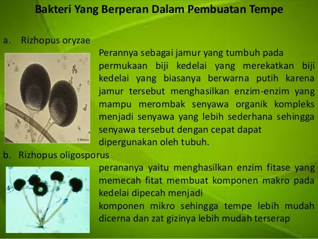 Metabolisme Mikroba Pada Tempe