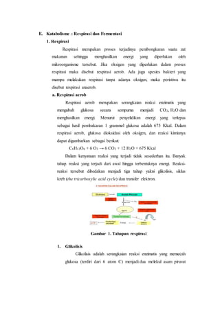 E. Katabolisme : Respirasi dan Fermentasi
1. Respirasi
Respirasi merupakan proses terjadinya pembongkaran suatu zat
makanan sehingga menghasilkan energi yang diperlukan oleh
mikroorganisme tersebut. Jika oksigen yang diperlukan dalam proses
respirasi maka disebut respirasi aerob. Ada juga spesies bakteri yang
mampu melakukan respirasi tanpa adanya oksigen, maka peristiwa itu
disebut respirasi anaerob.
a. Respirasi aerob
Respirasi aerob merupakan serangkaian reaksi enzimatis yang
mengubah glukosa secara sempurna menjadi CO2, H2O dan
menghasilkan energi. Menurut penyelidikan energi yang terlepas
sebagai hasil pembakaran 1 grammol glukosa adalah 675 Kkal. Dalam
respirasi aerob, glukosa dioksidasi oleh oksigen, dan reaksi kimianya
dapat digambarkan sebagai berikut:
C6H12O6 + 6 O2 → 6 CO2 + 12 H2O + 675 Kkal
Dalam kenyataan reaksi yang terjadi tidak sesederhan itu. Banyak
tahap reaksi yang terjadi dari awal hingga terbentuknya energi. Reaksi-
reaksi tersebut dibedakan menjadi tiga tahap yakni glikolisis, siklus
kreb (the tricarboxylic acid cycle) dan transfer elektron.
Gambar 1. Tahapan respirasi
1. Glikolisis
Glikolisis adalah serangkaian reaksi enzimatis yang memecah
glukosa (terdiri dari 6 atom C) menjadi dua molekul asam piruvat
 