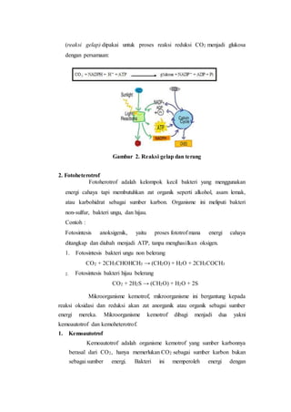 (reaksi gelap) dipakai untuk proses reaksi reduksi CO2 menjadi glukosa
dengan persamaan:
Gambar 2. Reaksi gelap dan terang
2. Fotoheterotrof
Fotoherotrof adalah kelompok kecil bakteri yang menggunakan
energi cahaya tapi membutuhkan zat organik seperti alkohol, asam lemak,
atau karbohidrat sebagai sumber karbon. Organisme ini meliputi bakteri
non-sulfur, bakteri ungu, dan hijau.
Contoh :
Fotosintesis anoksigenik, yaitu proses fototrof mana energi cahaya
ditangkap dan diubah menjadi ATP, tanpa menghasilkan oksigen.
1. Fotosintesis bakteri ungu non belerang
CO2 + 2CH3CHOHCH3 → (CH2O) + H2O + 2CH3COCH3
2. Fotosintesis bakteri hijau belerang
CO2 + 2H2S → (CH2O) + H2O + 2S
Mikroorganisme kemotrof, mikroorganisme ini bergantung kepada
reaksi oksidasi dan reduksi akan zat anorganik atau organik sebagai sumber
energi mereka. Mikroorganisme kemotrof dibagi menjadi dua yakni
kemoautotrof dan kemoheterotrof.
1. Kemoautotrof
Kemoautotrof adalah organisme kemotrof yang sumber karbonnya
berasal dari CO2, hanya memerlukan CO2 sebagai sumber karbon bukan
sebagai sumber energi. Bakteri ini memperoleh energi dengan
 