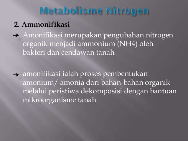Metabolisme nitrogen.pptx amrul