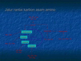 Jalur rantai karbon asam aminoJalur rantai karbon asam amino
Siklus
asam sitrat
α-ketoglu
suksinat
fumarat
oksaloasetat
piruvat
Ala, Gly, Cys
Ser, Thr
Asetil-CoA
Try, Leu, Iso
Asetoasetat
Leu, Lys, Phe, Tyr
Glu, Gln, His
Pro, Arg
Val, Met
Thr, Iso
Asp, Tyr, Phe
Asn, Asp
 