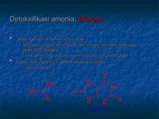 Detoksifikasi amonia:Detoksifikasi amonia: EksresiEksresi
 Urea: diproduksi dalam siklus ureaUrea: diproduksi dalam siklus urea
 Diproduksi di liver (mitokondria dan sitosol) kemudian ditransport keDiproduksi di liver (mitokondria dan sitosol) kemudian ditransport ke
ginjal untuk disaringginjal untuk disaring
 Level ureum (BUN) di serum menunjukkan fungsional ginjalLevel ureum (BUN) di serum menunjukkan fungsional ginjal
 Asam urat: diproduksi dalam biosintesis purinAsam urat: diproduksi dalam biosintesis purin
 Lebih sedikit airLebih sedikit air
C
NH2
O
H2N
urea
NH
ON
H
N
H
O
H
N
O
uric acid
 