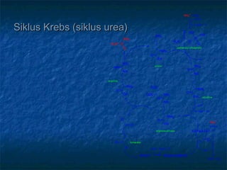 C
NH2
O
H2N
NH2
NH2
O
OH
NH2
NH
HN
NH2
O
OH
arginine
O
P
O
HO
OH
H2N
O
carbamoyl phosphate
NH2
NH
O
NH2
O
OH citrulline
NH2
NH
N
NH2
O
OH
arginiosuccinate
-
OOC
-
OOC
O-
O
O
-
O
fumarate
MALAT OKSALOASETAT
ASPARTAT
ornitin
α-keto
Glu
NH4
+
,
NADH,
H
+
NAD+
, H2O
NH4
+
+ CO2
2 ATP
2 ADP + P
AMP + PP
ATP
NAD+
NADH, H+
Siklus Krebs (siklus urea)Siklus Krebs (siklus urea)
 