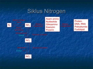 Siklus NitrogenSiklus Nitrogen
N2 NH3
NO2
-
NO3
-
Asam amino
Nukleotida
Glikoamino
Koenzim
Porpirin
Protein
DNA, RNA
Polisakarida
Fosfolipid
Tanaman & bakteri
Tanaman & bakteri
Nitrosomonas
Nitrobacter
Bakteri nitrogen
fixing
Bakteri
denitrifying
Semua
organisme
Semua
organisme
Energi
Energi
 