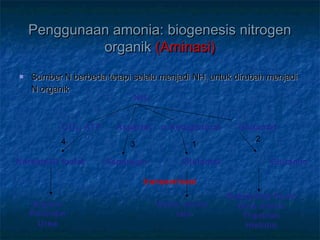 Penggunaan amonia: biogenesis nitrogenPenggunaan amonia: biogenesis nitrogen
organikorganik (Aminasi)(Aminasi)
 Sumber N berbeda tetapi selalu menjadi NHSumber N berbeda tetapi selalu menjadi NH33 untuk dirubah menjadiuntuk dirubah menjadi
N organikN organik
NH3
CO2, ATP Aspartat α-Ketoglutarat Glutamat
Karbamoil fosfat Asparagin Glutamat Glutamin
Arginin
Pirimidin
Urea
Asam amino
lain
Nukleotida Purin
Gula amino
Triptofan
Histidin
transaminasi
1
2
34
 