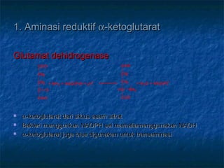 1. Aminasi reduktif1. Aminasi reduktif αα-ketoglutarat-ketoglutarat
Glutamat dehidrogenaseGlutamat dehidrogenase
 αα-ketoglutarat dari siklus asam sitrat-ketoglutarat dari siklus asam sitrat
 Bakteri menggunkan NADPH sel mamaliamenggunakan NADHBakteri menggunkan NADPH sel mamaliamenggunakan NADH
 αα-ketoglutarat juga bisa digunakan untuk transaminasi-ketoglutarat juga bisa digunakan untuk transaminasi
COO-
CH2
CH2
C O
COO-
COO-
CH2
CH2
HC NH3
COO-
+ NH3 + NAD(P)H + 2H+
+ H2O + NAD(P)+
 