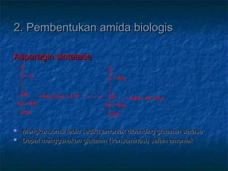 2. Pembentukan amida biologis2. Pembentukan amida biologis
Asparagin sintetaseAsparagin sintetase
 Mengkonsumsi lebih sedikit amoniak dibanding glutamin sintaseMengkonsumsi lebih sedikit amoniak dibanding glutamin sintase
 Dapat menggunakan glutamin (transaminasi) selain amoniakDapat menggunakan glutamin (transaminasi) selain amoniak
C
CH2
HC NH3
COO-
+ NH3 (Gln) + ATP
C
CH2
HC NH3
COO-
+ AMP+ PP (Glu)
O-
O
NH2
O
 