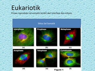Eukariotik
Proses reproduksi sel somatik teridiri dari interfase dan mitosis.



                            Siklus Sel Somatik
 