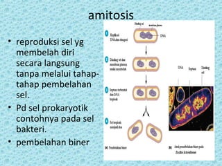 amitosis
• reproduksi sel yg
  membelah diri
  secara langsung
  tanpa melalui tahap-
  tahap pembelahan
  sel.
• Pd sel prokaryotik
  contohnya pada sel
  bakteri.
• pembelahan biner
 