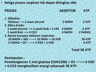 • Ketiga proses respirasi tsb dapat diringkas sbb:

  PROSES                                  AKSEPTOR        ATP

  1. Glikolisis:
     Glukosa —> 2 asam piruvat                2 NADH      2 ATP
  2. Siklus Krebs:
     2 asetil piruvat —> 2 asetil KoA + 2 C02 2 NADH      2 ATP
     2 asetil KoA —> 4 CO2                    6 NADH   2 PADH2
  3. Rantai trsnspor elektron respirator:
     10 NADH + 502 ——> 10 NAD+ + 10 H20                  30 ATP
     2 FADH2 + O2 ——> 2 PAD + 2 H20                       4 ATP

                                                   Total 38 ATP

  Kesimpulan :
  Pembongkaran 1 mol glukosa (C6H1206) + O2 ——> 6 H20
  + 6 CO2 menghasilkan energi sebanyak 38 ATP.
 