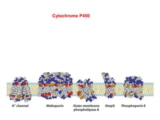 Cytochrome P450’s are integral membrane proteins found in the endoplasmic reticulum-
membrane network in cells
Cytochrome P450
 