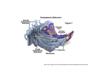 http://micro.magnet.fsu.edu/cells/endoplasmicreticulum/endoplasmicreticulum.html
 