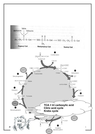 TCA = tri carboxylic acid
Citric acid cycle
Krebs cycle

Metabolisme Protein (TRN/ 2004)

16

 