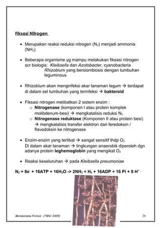 Fiksasi Nitrogen
• Merupakan reaksi reduksi nitrogen (N2) menjadi ammonia
(NH3)
• Beberapa organisme yg mampu melakukan fiksasi nitrogen
scr biologis: Kleibsella dan Azotobacter, cyanobacteria
Rhizobium yang bersiombiosis dengan tumbuhan
leguminous
• Rhizobium akan menginfeksi akar tanaman legum  terdapat
di dalam sel tumbuhan yang terinfeksi  bakteroid
• Fiksasi nitrogen melibatkan 2 sistem enzim :
o Nitrogenase (komponen I atau protein komplek
molibdenum-besi)  mengkatalisis reduksi N2
o Nitrogenase reduktase (Komponen II atau protein besi)
 mengkatalisis transfer elektron dari feredoksin /
flavodoksin ke nitrogenase
• Enzim-enzim yang terlibat  sangat sensitif thdp O2
Di dalam akar tanaman  lingkungan anaerobik diperoleh dgn
adanya protein leghemoglobin yang mengikat O2
• Reaksi keseluruhan  pada Kleibsella pneumoniae
N2 + 8e- + 16ATP + 16H2O -> 2NH3 + H2 + 16ADP + 16 Pi + 8 H+

Metabolisme Protein (TRN/ 2004)

20

 