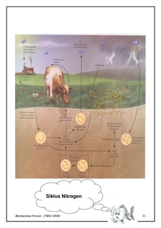Siklus Nitrogen

Metabolisme Protein (TRN/ 2004)

21

 