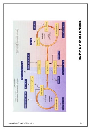 BIOSINTESIS ASAM AMINO

Metabolisme Protein (TRN/ 2004)

22

 