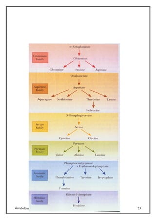 Metabolisme Protein (TRN/ 2004)

23

 