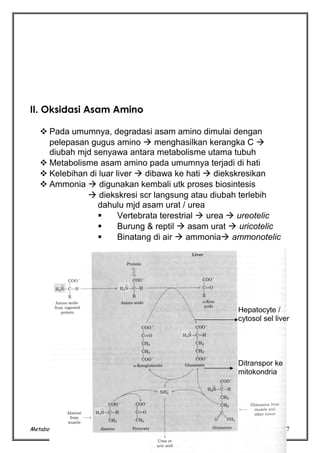 II. Oksidasi Asam Amino
 Pada umumnya, degradasi asam amino dimulai dengan
pelepasan gugus amino  menghasilkan kerangka C 
diubah mjd senyawa antara metabolisme utama tubuh
 Metabolisme asam amino pada umumnya terjadi di hati
 Kelebihan di luar liver  dibawa ke hati  diekskresikan
 Ammonia  digunakan kembali utk proses biosintesis
 diekskresi scr langsung atau diubah terlebih
dahulu mjd asam urat / urea

Vertebrata terestrial  urea  ureotelic

Burung & reptil  asam urat  uricotelic

Binatang di air  ammonia ammonotelic

Hepatocyte /
cytosol sel liver

Ditranspor ke
mitokondria

Metabolisme Protein (TRN/ 2004)

7

 