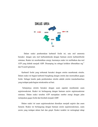 Dalam reaksi pembentukan karbamil fosfat ini, satu mol ammonia
bereaksi dengan satu mol karbondioksida dengan bantuan enzim karbamilfosfat
sintetase. Reaksi ini membutuhkan energi, karenanya reaksi ini melibatkan dua mol
ATP yang diubah menjadi ADP. Disamping itu sebagai kofaktor dibutuhkan mg++
dan N-asetil-glutamat.
Karbamil fosfat yang terbentuk bereaksi dengan ornitin membentuk sitrulin.
Dalam reaksi ini bagian karbomil bergabung dengan ornitin dan memisahkan gugus
fosfat. Sebagai katalis pada pembentukan sitrulin adalah ornitin transkarbamilase
yang terdapat pada bagian mitokondria sel hati.
Selanjutnya sitrulin bereaksi dengan asam aspartat membentuk asam
argininosuksinat. Reaksi ini berlangsung dengan bantuan enzim argininosuksinat
sintetase. Dalam reaksi tersebut ATP merupakan sumber energi dengan jalan
melepaskan gugus fosfat dan berubah menjadi AMP.
Dalam reaksi ini asam argininosuksinat diuraikan menjadi arginin dan asam
fumarat. Reaksi ini berlangsung dengan bantuan enzim argininosuksinase, suatu
enzim yang terdapat dalam hati dan ginjal. Reaksi terakhir ini melengkapi tahap
 