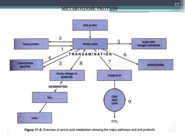 Metabolisme Protein 5