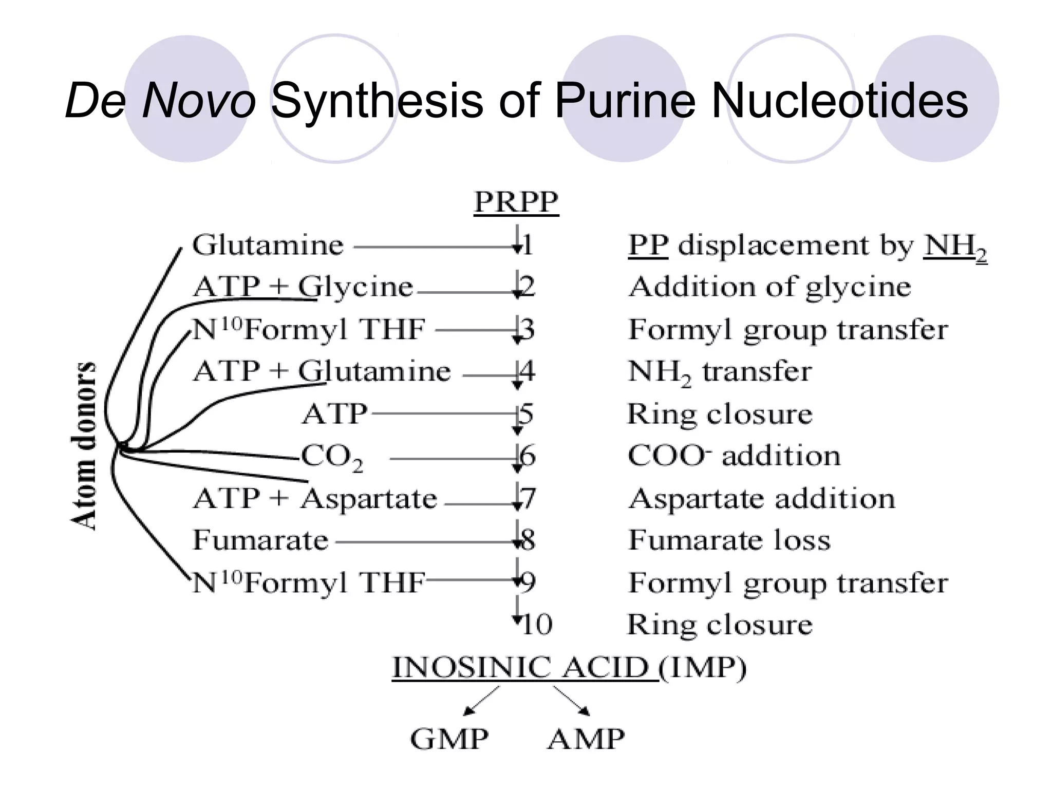 De Novo Synthesis of Purine Nucleotides
 
