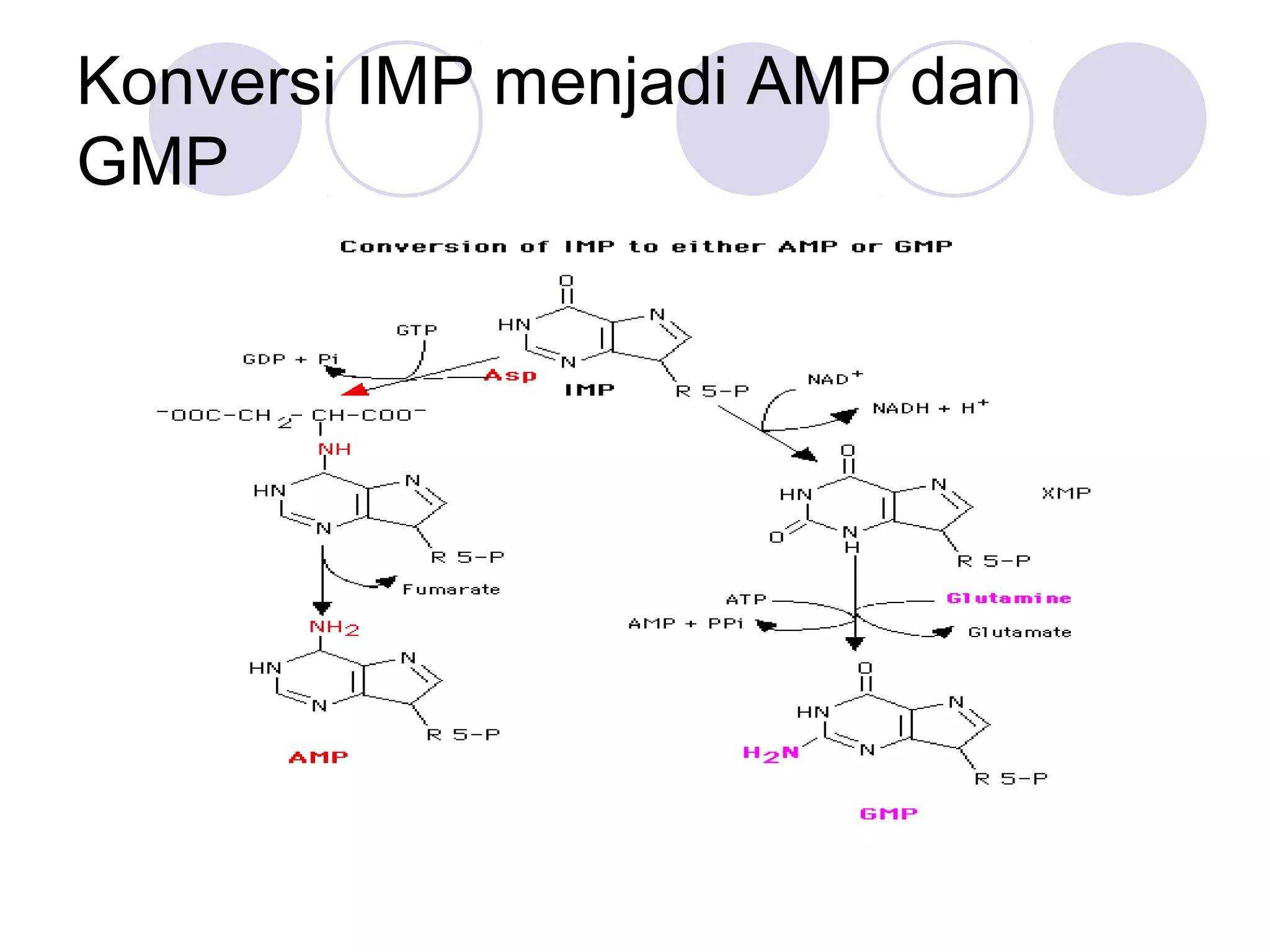 Konversi IMP menjadi AMP dan
GMP
 