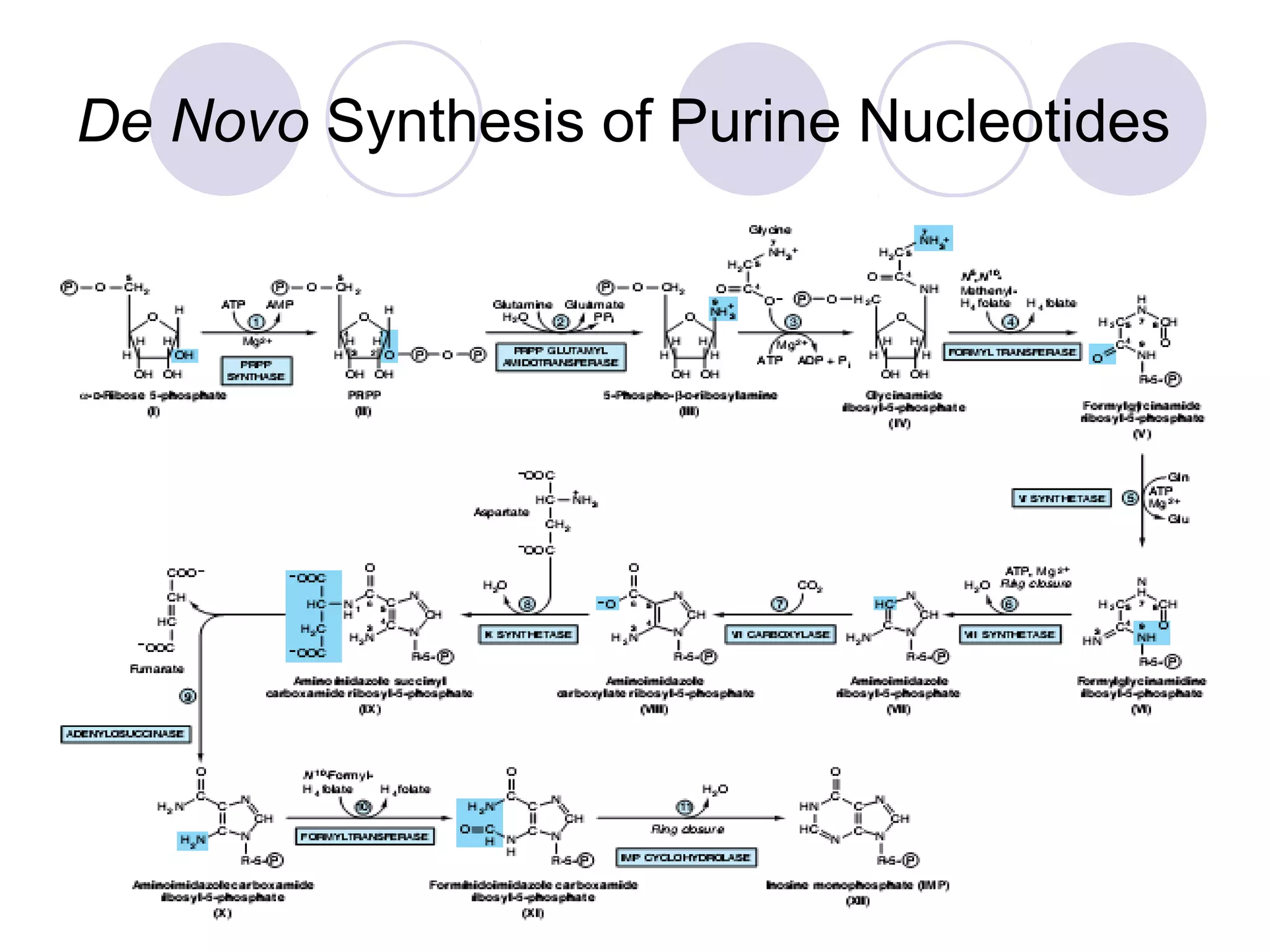 De Novo Synthesis of Purine Nucleotides
 