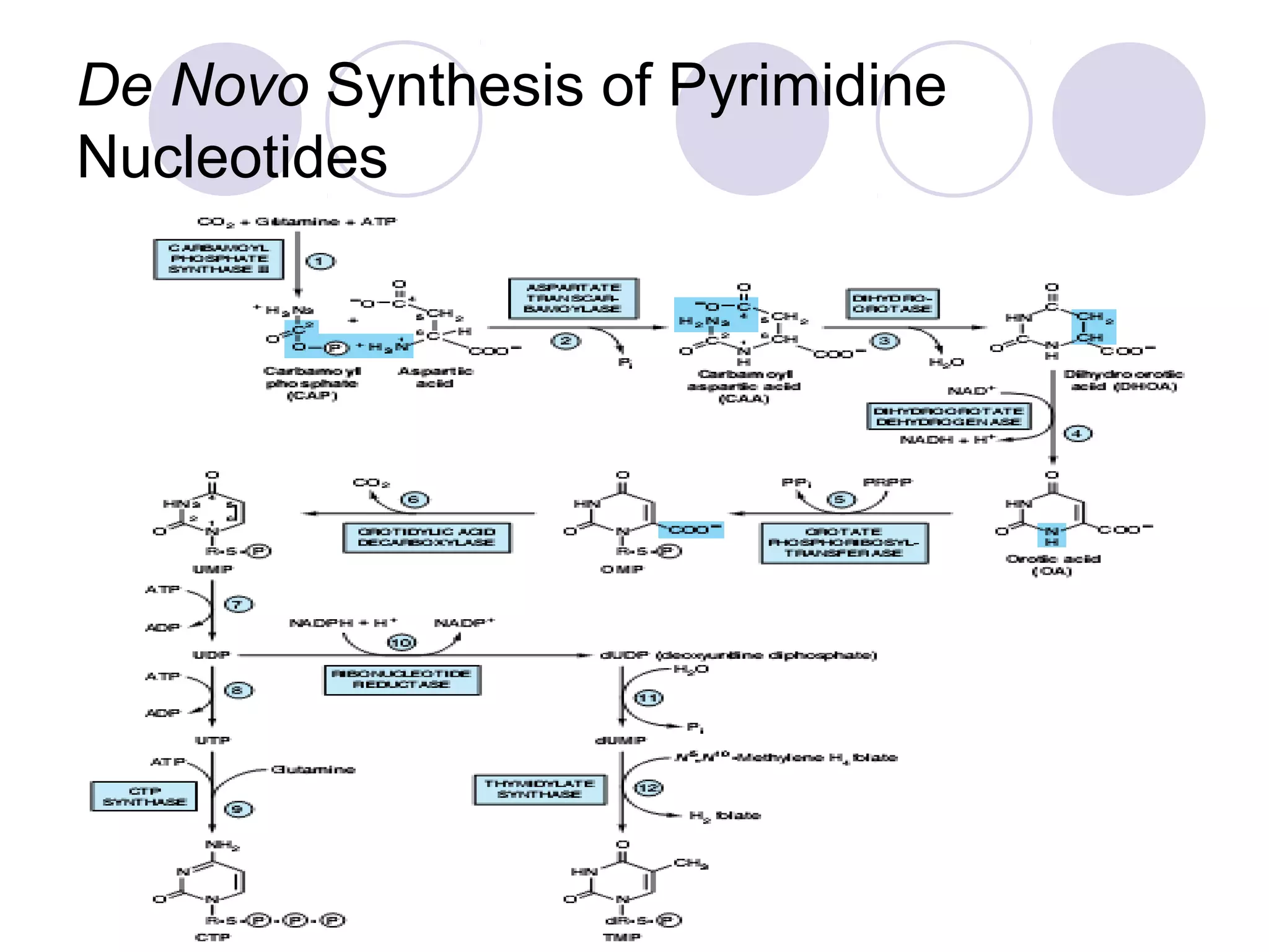 De Novo Synthesis of Pyrimidine
Nucleotides
 